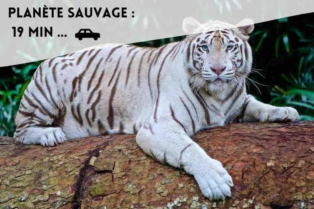 Le Dolce Leilighet Bouguenais Eksteriør bilde